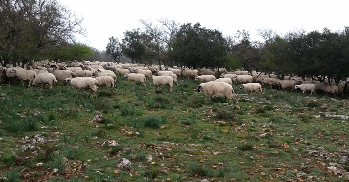 Sharing the Camino with herds of sheep.