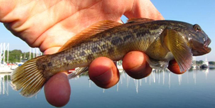 Round gobies turn up in Fox River