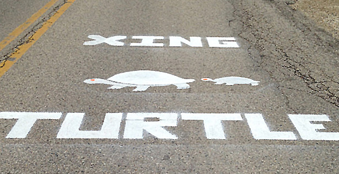 Safer road crossings for turtles