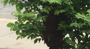 There was a bee swarm outside the Waupaca Area Public Library. Rhonda Rollins Photo
