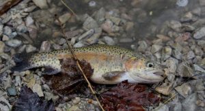 A 9-inch-long rainbow trout flops along the shoreline of Waupaca County's Bass Lake before swimming off into its new home. Greg Seubert Photo