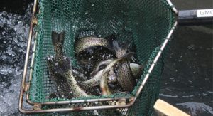 A net full of rainbow trout are ready to be stocked into the Waupaca River at Riverside Park in Waupaca. Greg Seubert Photo