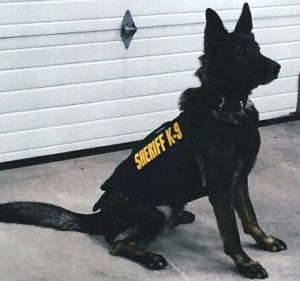 K9 Deputy Caesar with the Waupaca County Sheriff's Office in his new protective vest. Submitted Photo