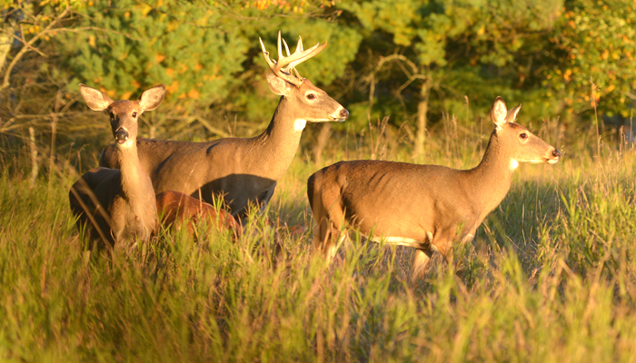 Five challenges facing area deer hunters