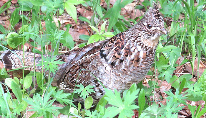 Breeding grouse numbers down
