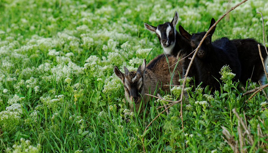 Goats grazing invasives?
