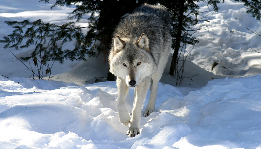 Wardens discuss timber wolf case