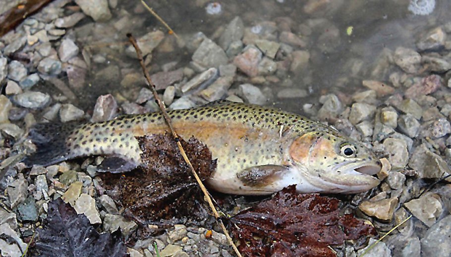 Trout coming to area waters