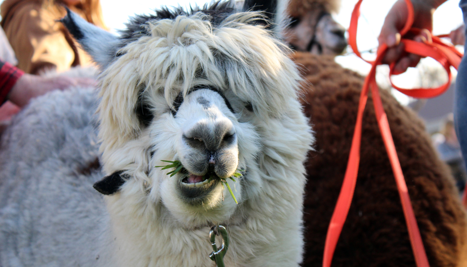 Stormy, a 2-year-old alpaca, chewing grass