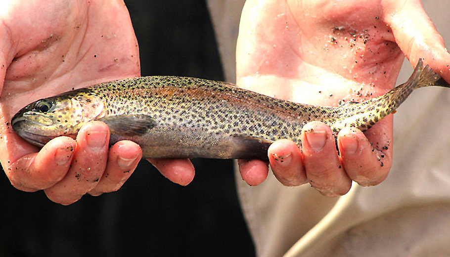 Trout stocking put on hold