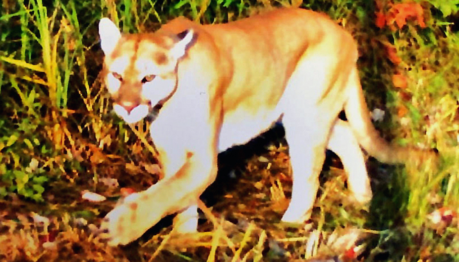 Cougar shows up on trail camera