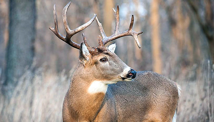 DNR releases deer hunt numbers
