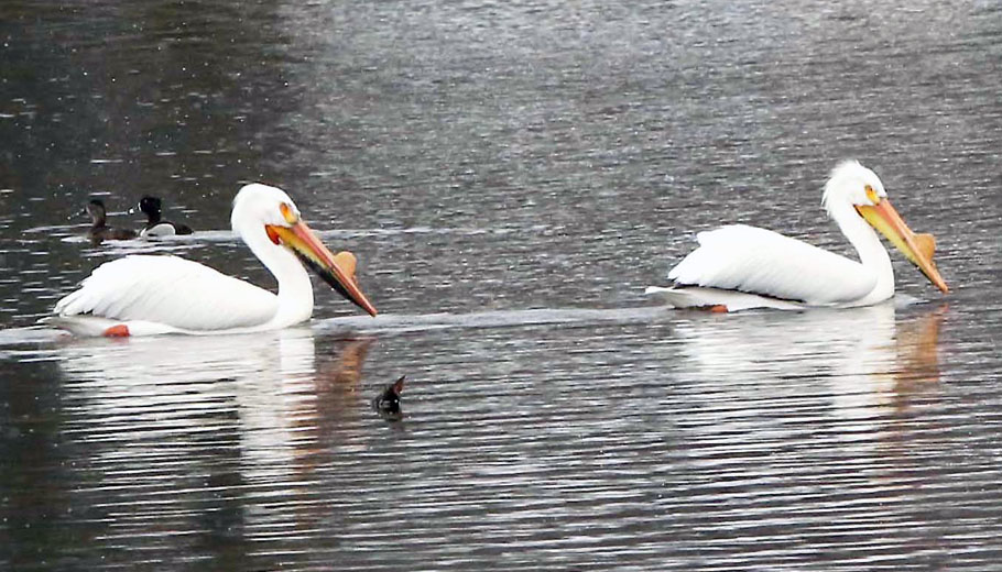 Pelicans find home on Lake Iola