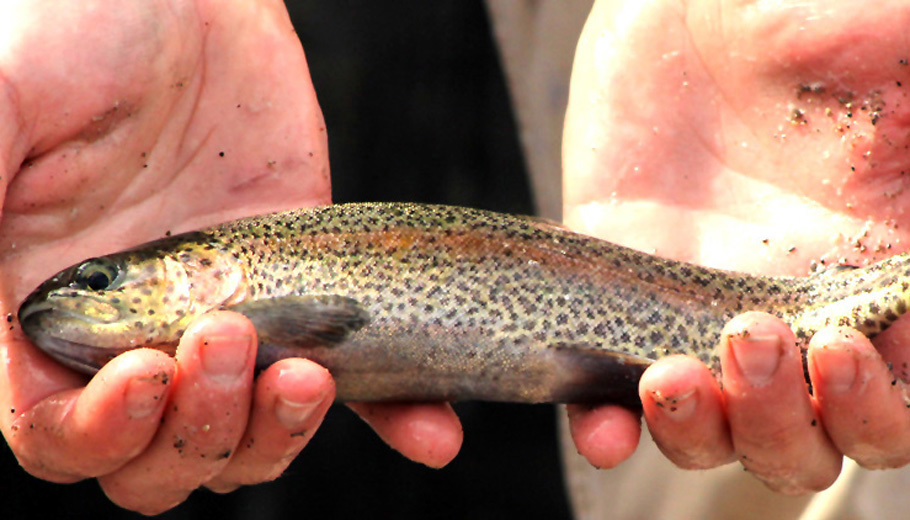 Catchable trout stocked in local waters