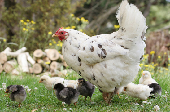 Planning Commission still considering chicken ordinance