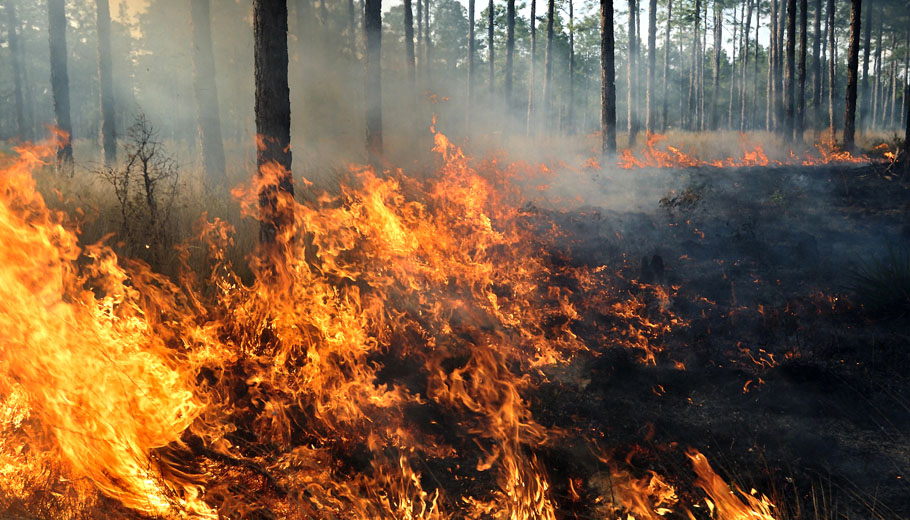 DNR to reinstate burning permits