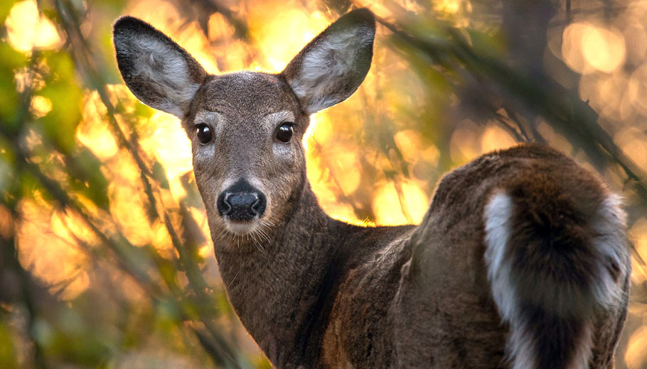 Hunters urged to test for CWD